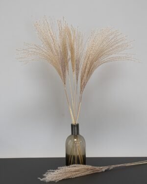 Miscanthus Naturell- Torkade Blommor Miscanthus 3