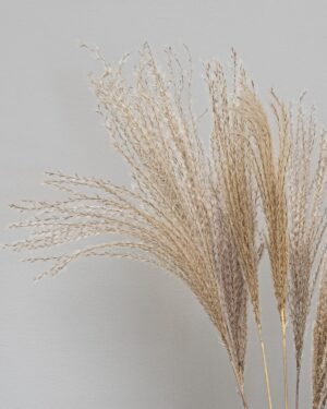 Alternative view of Miscanthus Naturell- Torkade Blommor