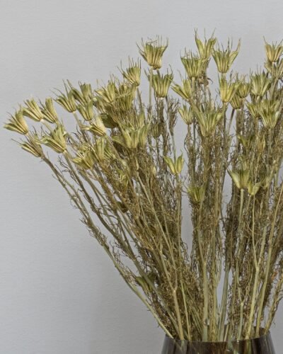 Alternative view of Nigella Orientalis - Torkade Blommor