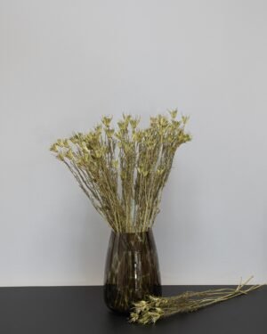 Nigella Orientalis - Torkade Blommor Nigella 3