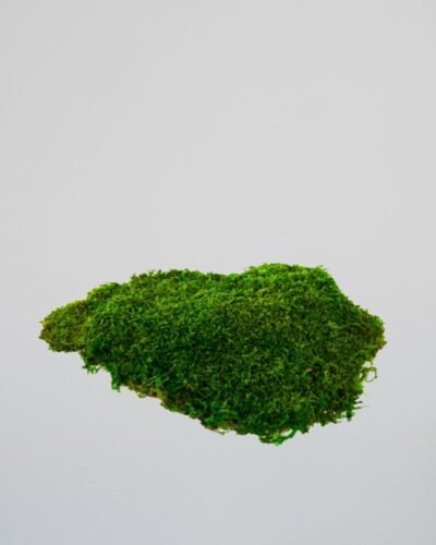 Alternative view of Konserverad Plattmossa – Bulk eller 500 g