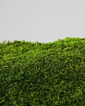 Konserverad Plattmossa – Bulk eller 500 g 8 Forever Flora