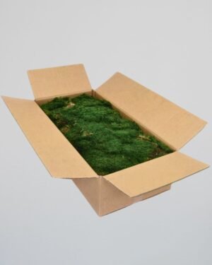 Konserverad Plattmossa – Bulk eller 500 g 11 Forever Flora
