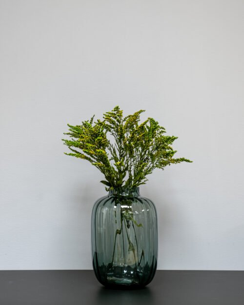 preserved Solidago green