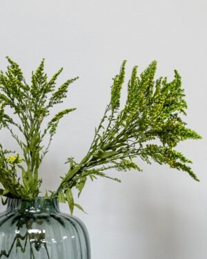 Solidago Grön - Konserverade Växter preserved Solidago green 3