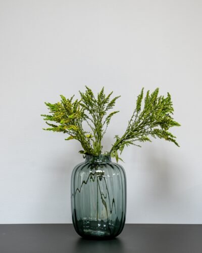 Alternative view of Solidago Grön - Konserverade Växter