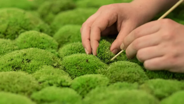 Forever Flora 7 Forever Flora