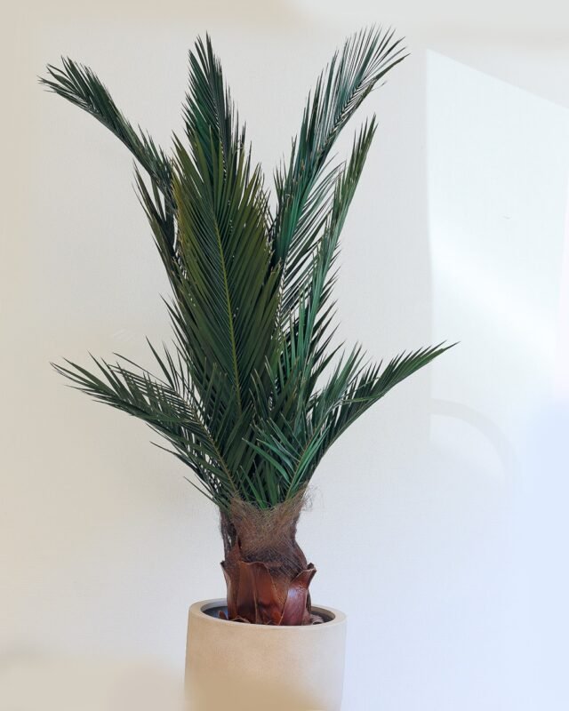 Inspiration - bild galleri single rosbox 41