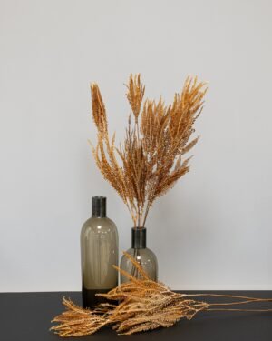 Helecho Fern - Konserverade växter Helecho Fern 10 1