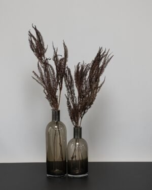 Helecho Fern - Konserverade växter Helecho Fern 5 1