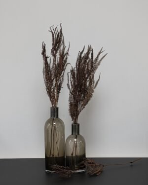 Helecho Fern - Konserverade växter Helecho Fern 7 1