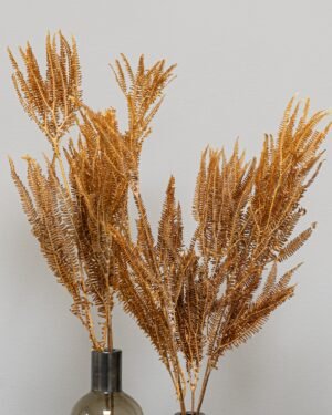 Alternative view of Helecho Fern - Konserverade växter