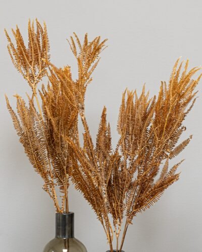 Alternative view of Helecho Fern - Konserverade växter