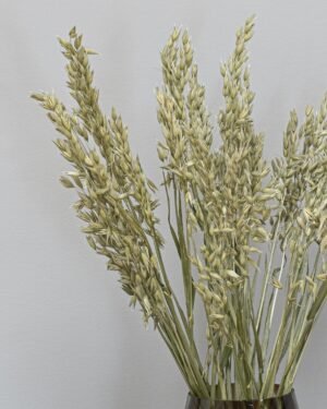 Havre Avena - Torkade Blommor Havre 10