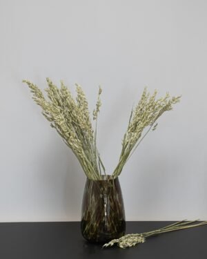 Havre Avena - Torkade Blommor Havre 11