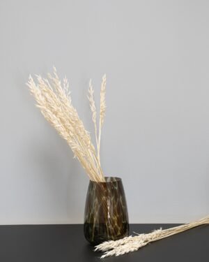 Havre Avena - Torkade Blommor Havre 5