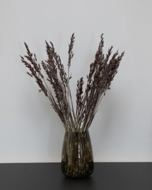 Havre Avena - Torkade Blommor Havre 6