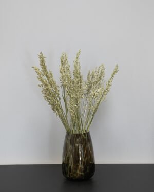 Havre Avena - Torkade Blommor Havre 9