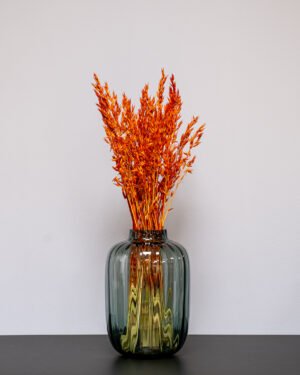 Havre Avena - Torkade Blommor Havre orange 2