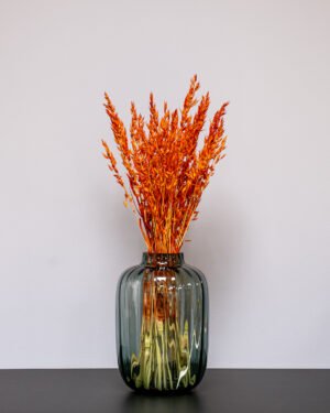 Havre Avena - Torkade Blommor Havre orange 3