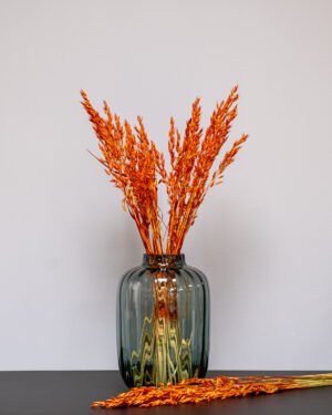 Havre Avena - Torkade Blommor Havre orange 4
