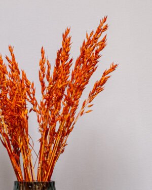 Havre Avena - Torkade Blommor Havre orange 5