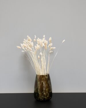 Phalaris