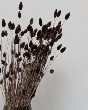Phalaris