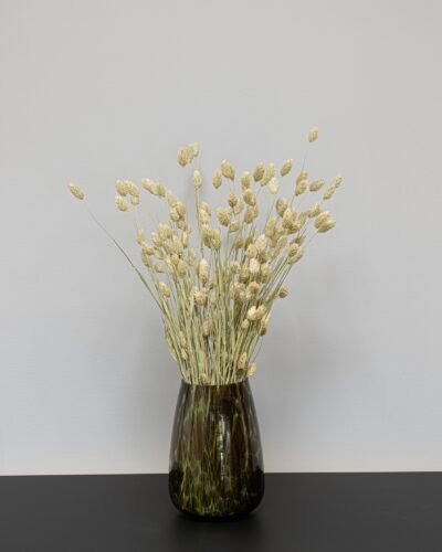 Phalaris