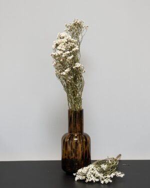 Ixodia - Torkade Blommor Ixodia 2