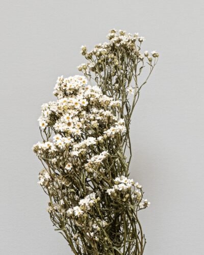 Alternative view of Ixodia - Torkade Blommor