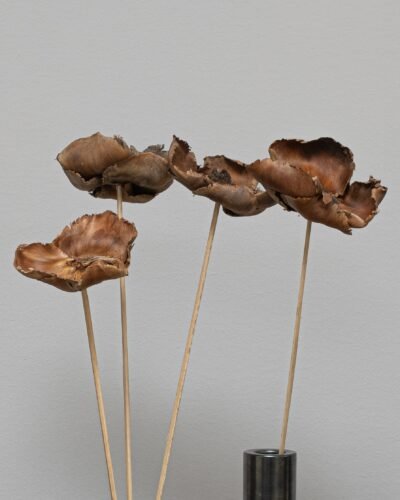 Alternative view of Palmcup 3 st.- Torkade Blommor