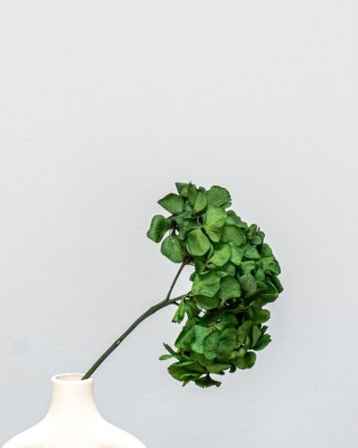 Alternative view of Hortensia Standard - Konserverade Blommor