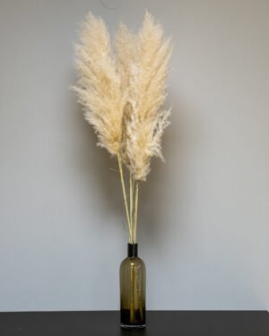 Fluffigt Pampasgräs Super – Imponerande Evighetsgräs (110–120 cm) 10 Fluffigt Pampasgräs Super – Imponerande Evighetsgräs (110–120 cm) pampasgras super 1
