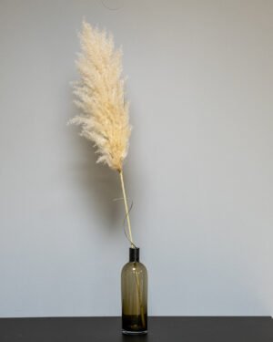 Fluffigt Pampasgräs Super – Imponerande Evighetsgräs (110–120 cm) 12 pampasgräs super