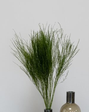 Tiki Fern - Konserverade Växter tiki fern 1