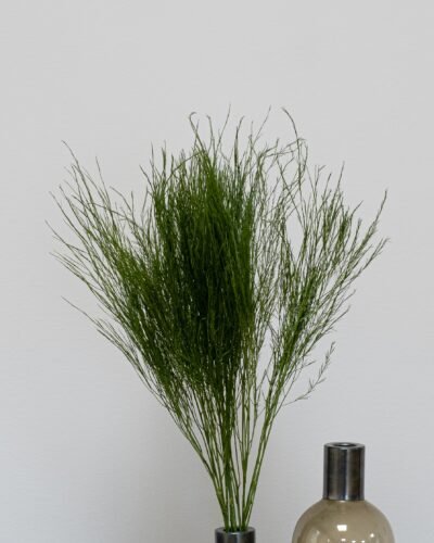 Alternative view of Tiki Fern - Konserverade Växter