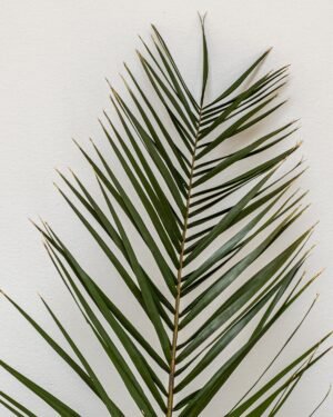 Alternative view of Phoenix Palm Grön - Konserverade Växter