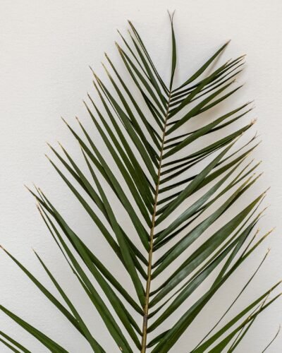 Alternative view of Phoenix Palm Grön - Konserverade Växter