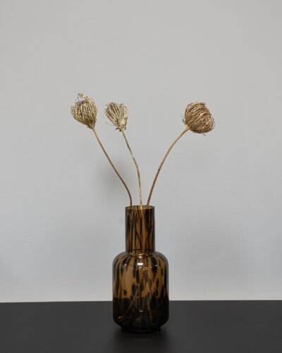 Ammi majus 5 st.- Slöjsilja - Torkade Blommor 17 Forever Flora