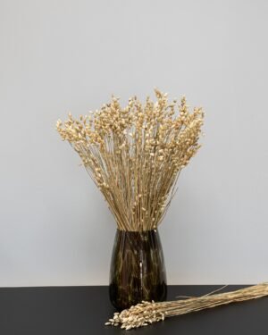 Briza - Torkade Blommor Briza 3