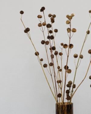 Alternative view of Callicarpa Naturell - Torkade Blommor