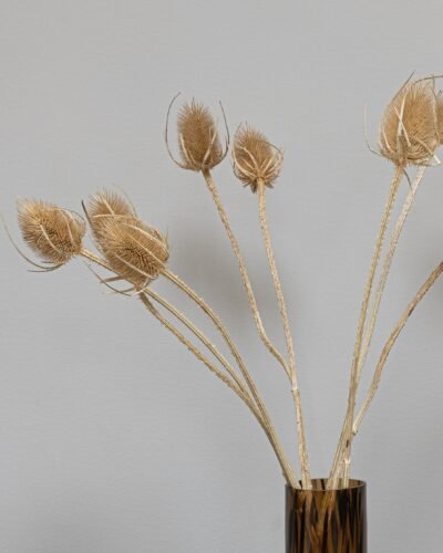 Cardoon Thistle - Torkade Blommor 8 Forever Flora