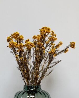 Diosmi Naturell - Konserverade Blommor Diosmi gul 2