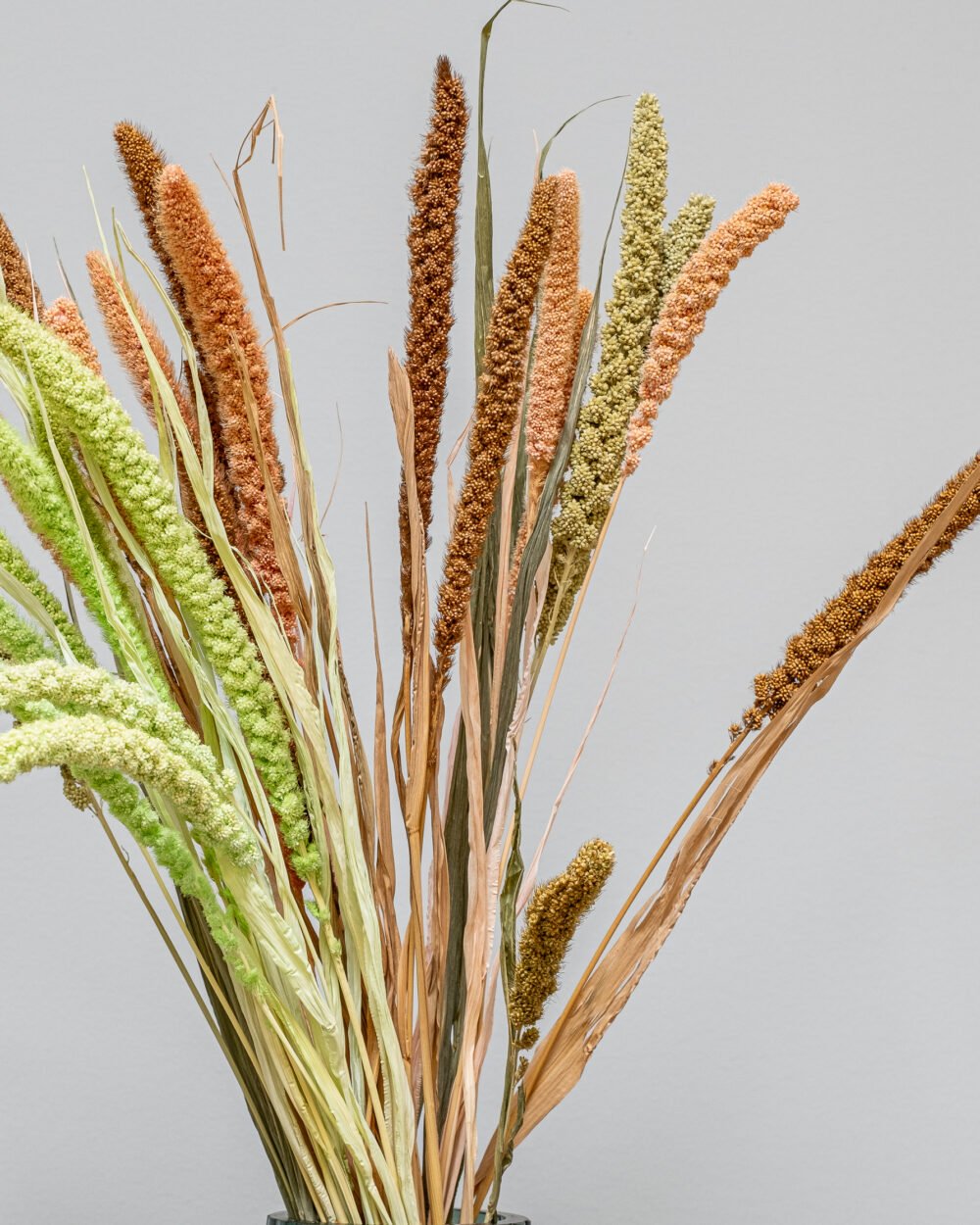 Durrasläktet, Sorghum  Torkade Blommor - Bild 3