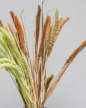 Alternative view of Durrasläktet, Sorghum  Torkade Blommor
