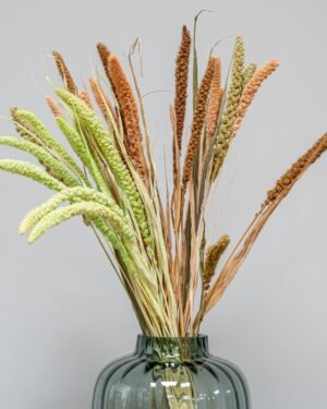Durrasläktet, Sorghum Torkade Blommor Durraslaktet Sorghum mix 5 1