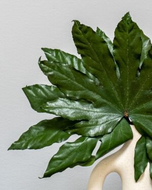 Alternative view of Konserverade Aralia