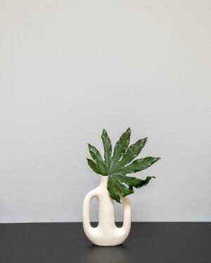 Konserverade Aralia Konserverade Aralia 3
