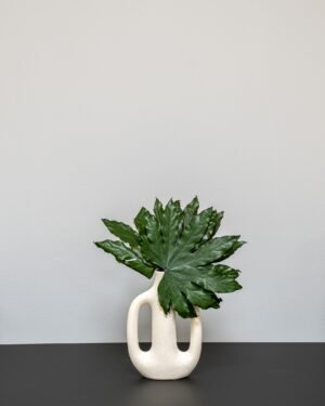 Konserverade Aralia Konserverade Aralia 4